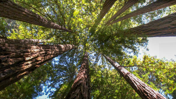 Tree and Shrub Care in Graton, CA